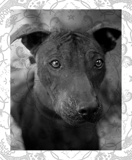 Natura Animalis, canis