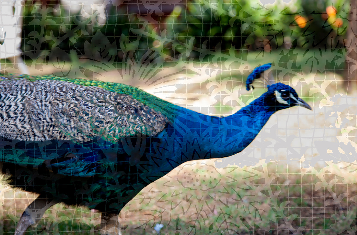 Natura Animalis