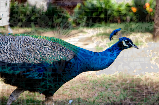 Natura Animalis