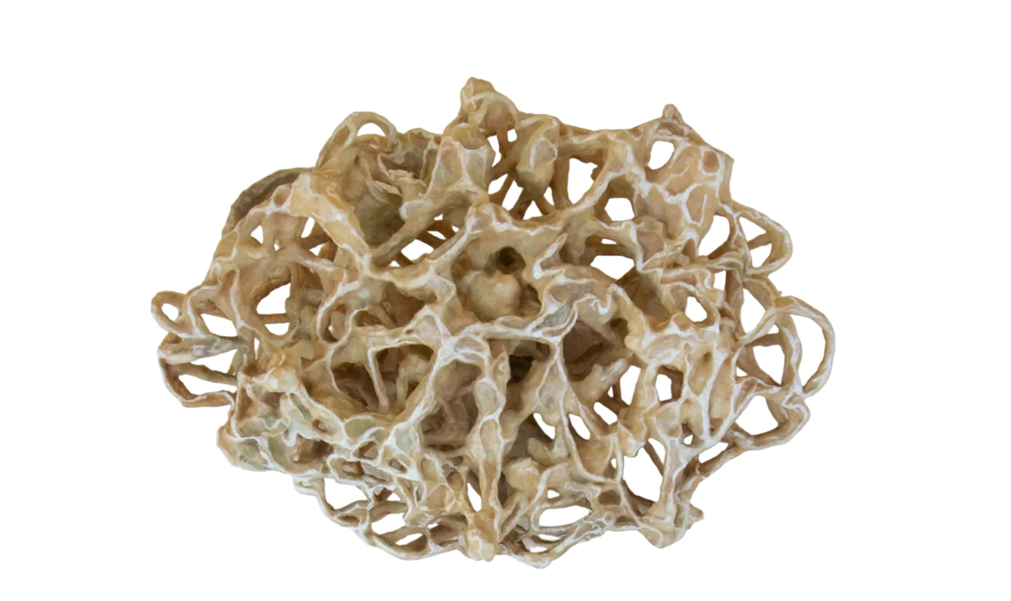Skeletal Memory
