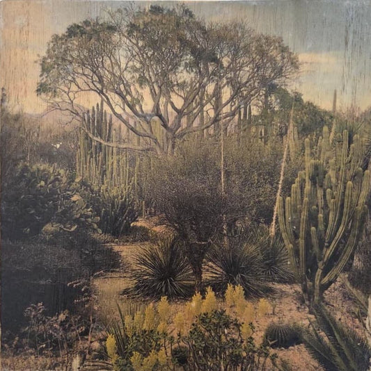 Jardín botanico de Oaxaca