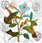 Colibríes